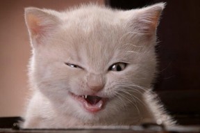 九游娱乐网页版-“球场趣味冷知识：你知道这些NBA冷门事？”，nba的冷知识