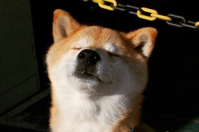 九游体育线上-“历史经典：百年篮球的伟大时刻不容错过”，篮球的历史有多久