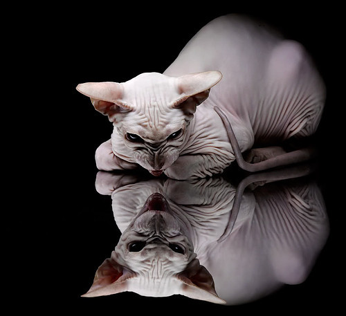 Dota 2 老牌战队迎来复苏，dota2各战队成员名单