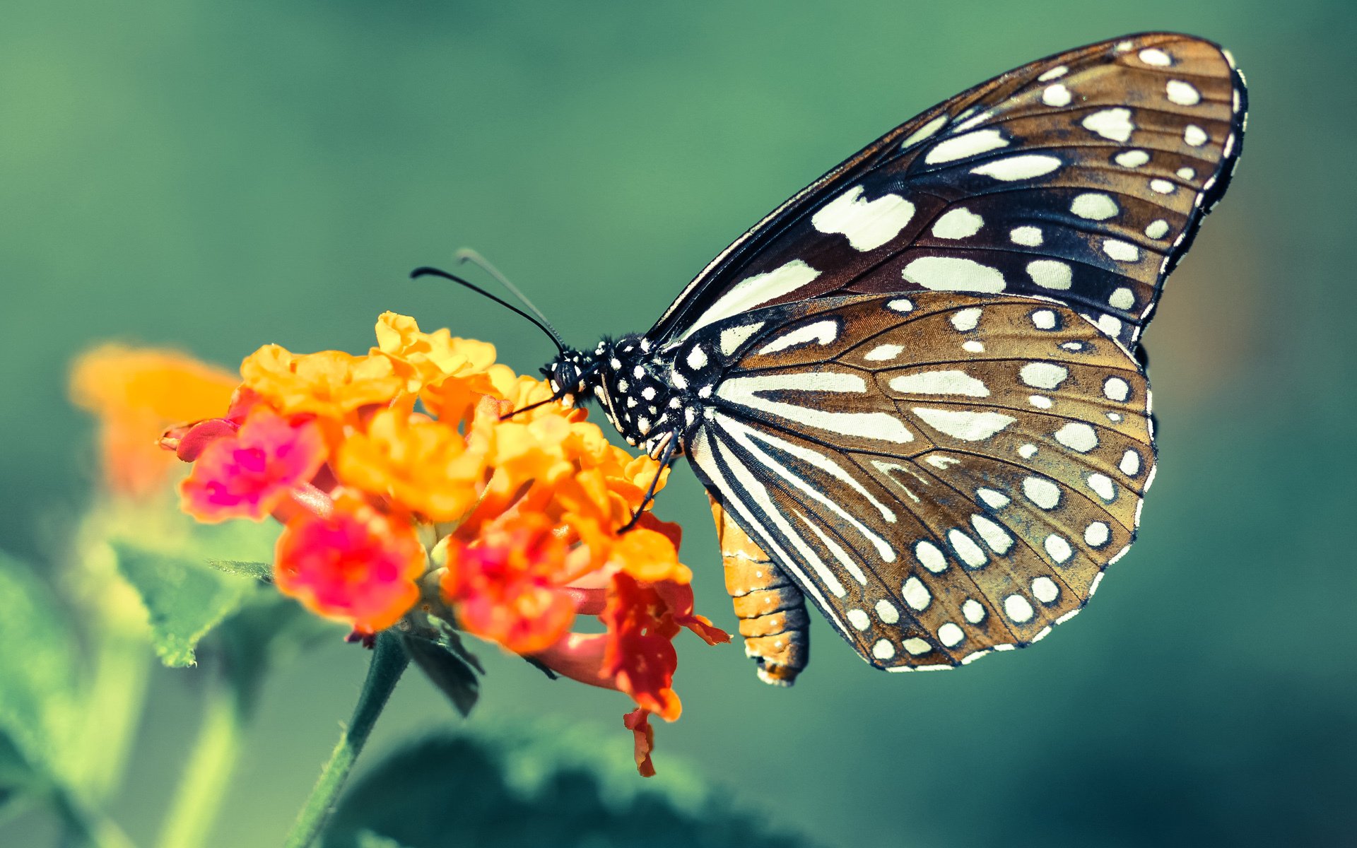 _乡村运动会：传承乡土体育精神_，助推乡村体育