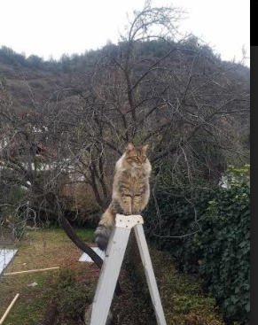 _城市空中自行车锦标赛：穿越天际线_，城市天际线 自行车