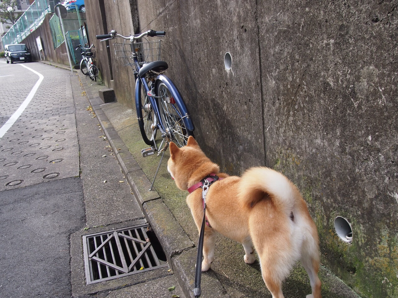 _极限跑酷城市巡演：自由之魂的狂欢_，2018跑酷与自由飞跃