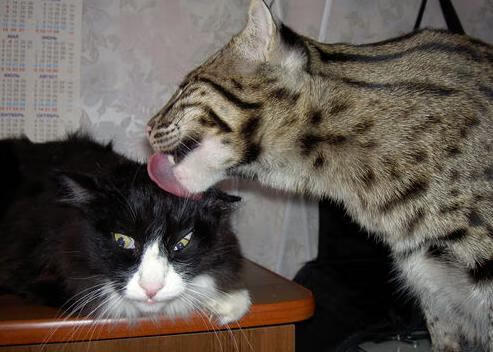 “青春启航”青少年篮球文化巡展在上海全面展开，弘扬体育精神