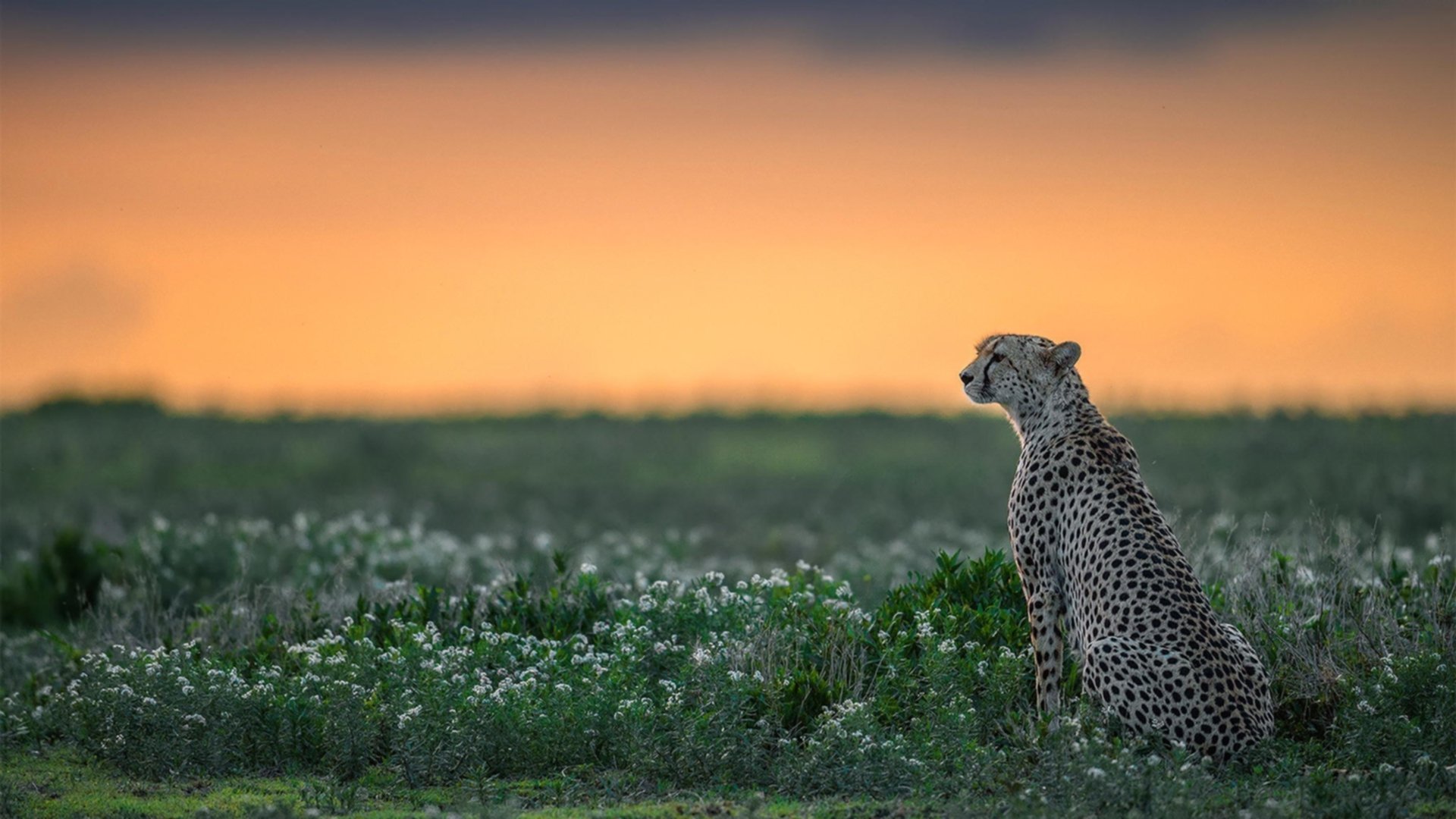 《全球电竞大赛门票销售火爆，票价创新高》，全球电竞联赛线下总决赛